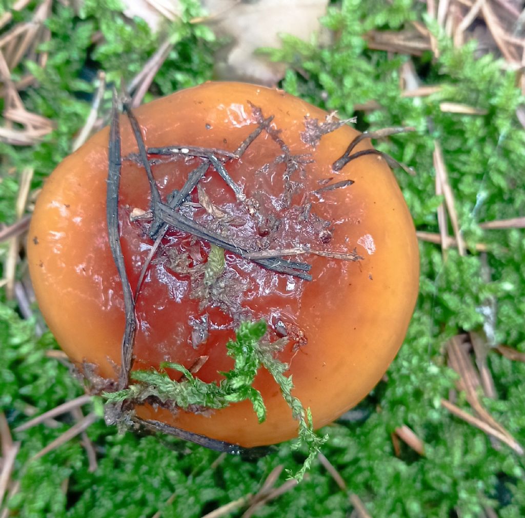 Cortinarius mucosus